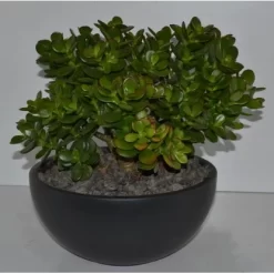 Geldbaum In Schale Topf-Ø Ca. 26 Cm Crassula