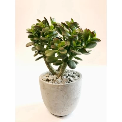 Sukkulenten/Kakteen-Mix In Beton-Topf-Ø Ca. 12 Cm 1 Sukkulenten/Kakteen-Mix In Beton-Topf-Ø Ca. 12 Cm