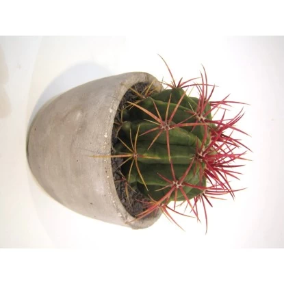 Sukkulenten/Kakteen-Mix In Beton-Topf-Ø Ca. 12 Cm 2 Sukkulenten/Kakteen-Mix In Beton-Topf-Ø Ca. 12 Cm – Bild 2