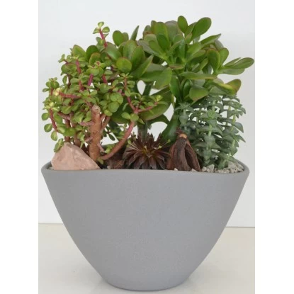 Bepflanzte Schale Mit Sukkulenten Topf-Ø Ca. 25 Cm 1 Bepflanzte Schale Mit Sukkulenten Topf-Ø Ca. 25 Cm