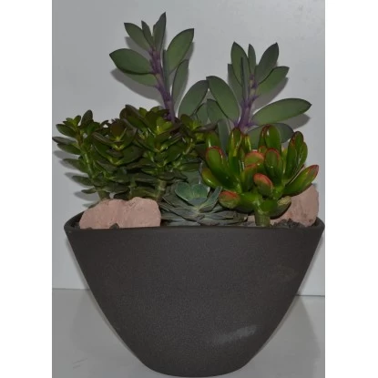 Bepflanzte Schale Mit Sukkulenten Topf-Ø Ca. 25 Cm 2 Bepflanzte Schale Mit Sukkulenten Topf-Ø Ca. 25 Cm – Bild 2