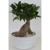 Bonsai In Keramikschale Topf-Ø Ca. 24 Cm Ficus
