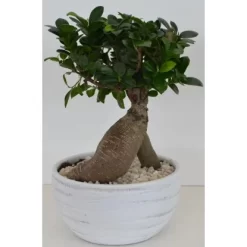 Bonsai In Keramikschale Topf-Ø Ca. 24 Cm Ficus