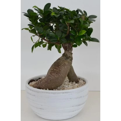 Bonsai In Keramikschale Topf-Ø Ca. 24 Cm Ficus 1 Bonsai In Keramikschale Topf-Ø Ca. 24 Cm Ficus