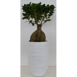 Bonsai In Keramikvase Topf-Ø Ca. 21 Cm Ficus