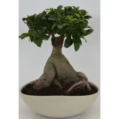 Bonsai In Keramikschale Topf-Ø Ca. 27 Cm Ficus