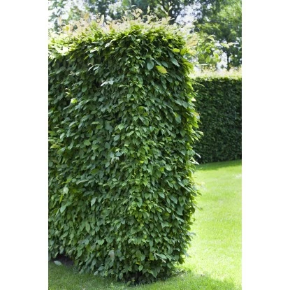 Hainbuche Set à 110 Stück Höhe Ca. 125 - 150 Cm Topf Ca. 5 L Carpinus Betulus 2 Hainbuche Set à 110 Stück Höhe Ca. 125 - 150 Cm Topf Ca. 5 L Carpinus Betulus – Bild 2