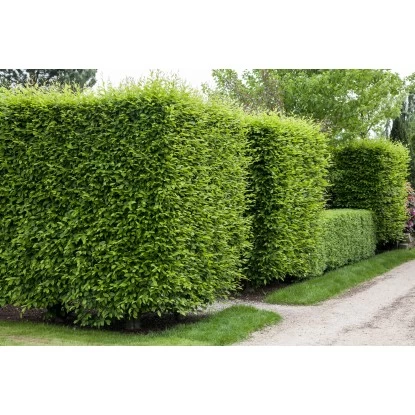 Hainbuche Set à 110 Stück Höhe Ca. 125 - 150 Cm Topf Ca. 5 L Carpinus Betulus 3 Hainbuche Set à 110 Stück Höhe Ca. 125 - 150 Cm Topf Ca. 5 L Carpinus Betulus – Bild 3