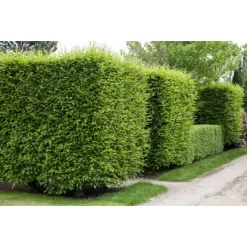 Hainbuche Set à 50 Stück Höhe Ca. 80 - 100 Cm Topf Ca. 3 L Carpinus Betulus -Schwingen Sie Ihre Topfpflanzen. 3855863 3358 3 4