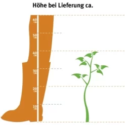Titelseite -Schwingen Sie Ihre Topfpflanzen. 3875200 3358 2