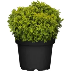 OBI Zwerg-Moos-Scheinzypresse "Plumosa Compressa" Höhe Ca. 20 - 30 Cm Topf 4,6 L