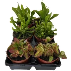 Fleischfresser Raritäten Mix Topf- Ø Ca. 9 Cm