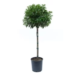GROW By OBI Portugies. Kirschlorbeer Ca. 100 Cm Topf Ca. 18 L Prunus Lusitanica
