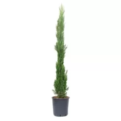 GROW By OBI Toskana-Zypresse Ca. 175/200 Cm Topf Ca. 25 L Cupressus Sempervirens
