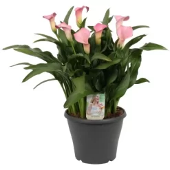 OBI Zantedeschie "Samur" Rosa Höhe Ca. 60 Cm Topf-Ø Ca. 23 Cm Zantedeschia