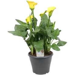 OBI Zantedeschie "Gold Crown" Gelb Höhe Ca. 60 Cm Topf-Ø Ca. 23 Cm