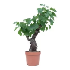 GROW By OBI Bonsai-Weinrebe 40 Cm Topf Ca. 6 L Vitis Vinifera