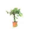 GROW By OBI Weinrebe Topf Ca. 15 L Vitis Vinifera