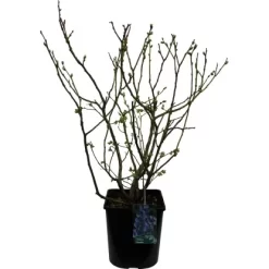 Heidelbeere "Chandler" Höhe 30 - 40 Cm Topf-Ø 3 L Vaccinium