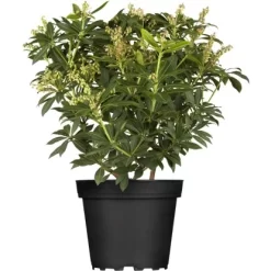 OBI Schattenglöckchen "Sarabande" Weiß Höhe Ca. 30 - 40 Cm Topf Ca. 5 L Pieris