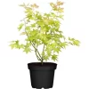 OBI Fächerahorn "Orange Dream" Höhe Ca. 40 - 60 Cm Top-Ø Ca. 19 CmAcer