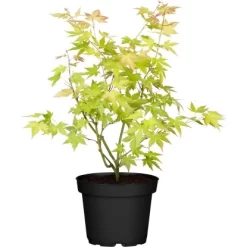 OBI Fächerahorn "Orange Dream" Höhe Ca. 40 - 60 Cm Top-Ø Ca. 19 CmAcer