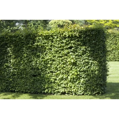 Rotbuche Set à 100 Stück Höhe Ca. 80 - 100 Cm Topf Ca. 2 L Fagus Sylvatica 2 Rotbuche Set à 100 Stück Höhe Ca. 80 - 100 Cm Topf Ca. 2 L Fagus Sylvatica – Bild 2