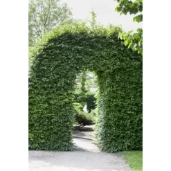 Rotbuche Set à 60 Stück Höhe Ca. 125 - 150 Cm Topf Ca. 5 L Fagus Sylvatica -Schwingen Sie Ihre Topfpflanzen. 4374872 3358 3 3