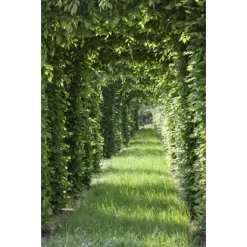 Rotbuche Set à 100 Stück Höhe Ca. 80 - 100 Cm Topf Ca. 2 L Fagus Sylvatica 9 Rotbuche Set à 100 Stück Höhe Ca. 80 - 100 Cm Topf Ca. 2 L Fagus Sylvatica -Schwingen Sie Ihre Topfpflanzen. 4374872 3358 4