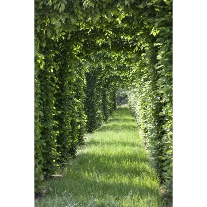 Rotbuche Set à 100 Stück Höhe Ca. 80 - 100 Cm Topf Ca. 2 L Fagus Sylvatica 4 Rotbuche Set à 100 Stück Höhe Ca. 80 - 100 Cm Topf Ca. 2 L Fagus Sylvatica – Bild 4