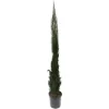 OBI Säulen-Zypresse "Totem" Höhe Ca. 125 Cm Topf Ca. 15 L Cupressus Sempervirens