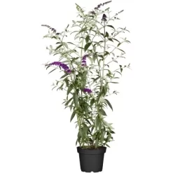 OBI Schmetterlingsstrauch