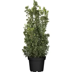 Stechpalme "Heckenstar" Höhe Ca. 80 - 100 Cm Topf Ca. 10 L Ilex Meserveae