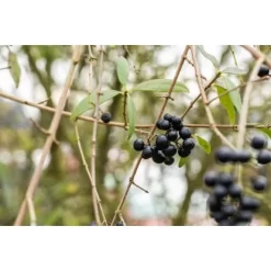 Liguster "Atrovirens" Höhe Ca. 80 - 100 Cm Topf Ca. 7,5 L Ligustrum Vulgare -Schwingen Sie Ihre Topfpflanzen. 4941407 3358 2