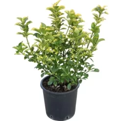 GROW By OBI Wacholder Verschiedene Sorten Höhe Ca. 60 Cm Topf Ca. 9 L Juniperus