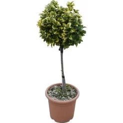 OBI Japanischer Spindelstrauch "Elegantissimus Aureus" Höhe Ca.65 Cm Topf Ca.9 L -Schwingen Sie Ihre Topfpflanzen. 501257 4104 1