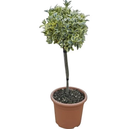 GROW By OBI Japanischer Spindelstrauch "Bravo" Höhe Ca.65cm Topf Ca.9 L Euonymus 2 GROW By OBI Japanischer Spindelstrauch "Bravo" Höhe Ca.65cm Topf Ca.9 L Euonymus – Bild 2