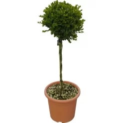GROW By OBI Buchsbaum "Faulkner" Höhe Ca. 65 Cm Topf Ca. 9 L Buxus