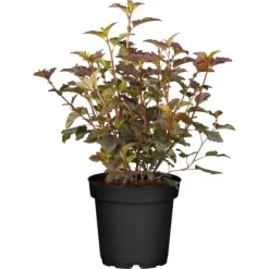 Blasenspiere "Amber Jubilee" Creme Höhe Ca. 50 - 60 Cm Topf Ca. 12,8 L