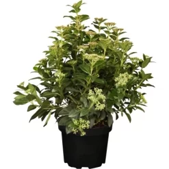 OBI Lorbeer-Schneeball "Lisarose" Rosa Höhe Ca. 40 - 50 Cm Topf Ca. 7,5 L