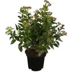 OBI Lorbeer-Schneeball "Gwenllian" Hellrosa Höhe Ca. 30 - 40 Cm Topf Ca. 4,5 L