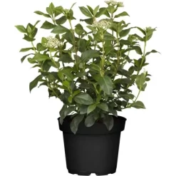OBI Lorbeer-Schneeball Rosa Höhe Ca. 80 - 100 Cm Topf Ca. 30 L Viburnum Tinus