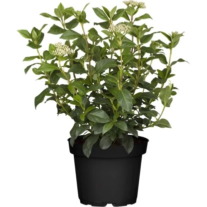 OBI Lorbeer-Schneeball Rosa Höhe Ca. 80 - 100 Cm Topf Ca. 30 L Viburnum Tinus 1 OBI Lorbeer-Schneeball Rosa Höhe Ca. 80 - 100 Cm Topf Ca. 30 L Viburnum Tinus