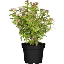 OBI Lorbeer-Schneeball "Eve Price" Weiß Höhe Ca. 50 - 60 Cm Topf Ca. 9 L