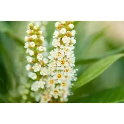 Kirschlorbeer "Green Torch" Höhe Ca. 60 - 80 Cm Topf Ca. 7,5 L Prunus -Schwingen Sie Ihre Topfpflanzen. 5034616 3358 3