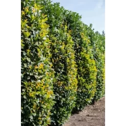 Kirschlorbeer "Green Torch" Höhe Ca. 60 - 80 Cm Topf Ca. 7,5 L Prunus -Schwingen Sie Ihre Topfpflanzen. 5034616 3358 4