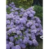 Tellerhortensie "Black Diamonds" Blau Höhe Ca. 50 - 60 Cm Topf Ca. 5 L Hydrangea