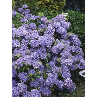 Tellerhortensie "Black Diamonds" Blau Höhe Ca. 50 - 60 Cm Topf Ca. 5 L Hydrangea 1 Tellerhortensie "Black Diamonds" Blau Höhe Ca. 50 - 60 Cm Topf Ca. 5 L Hydrangea