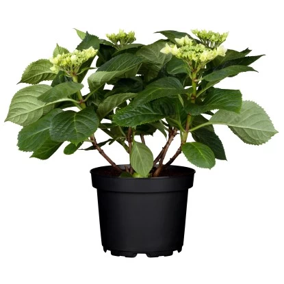 OBI Bauernhortensie "Tiffany" Blau Höhe Ca. 50 - 60 Cm Topf Ca. 5 L Hydrangea 1 OBI Bauernhortensie "Tiffany" Blau Höhe Ca. 50 - 60 Cm Topf Ca. 5 L Hydrangea