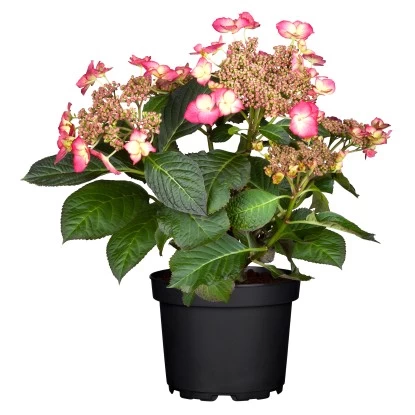 OBI Bauernhortensie "Tiffany" Rosa Höhe Ca. 50 - 60 Cm Topf Ca. 5 L Hydrangea 1 OBI Bauernhortensie "Tiffany" Rosa Höhe Ca. 50 - 60 Cm Topf Ca. 5 L Hydrangea